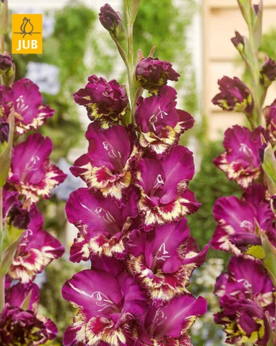 GLADIOLY COLOUR CLUB 100 ks